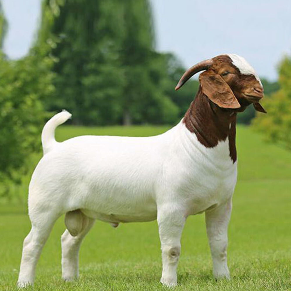 Qurbani GOAT ( Approx 30Lb - 35Lb )