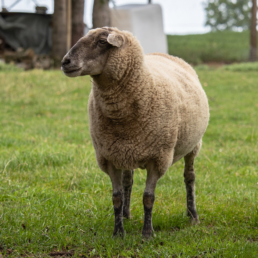Qurbani LAMB ( Approx 35Lb - 40Lb )