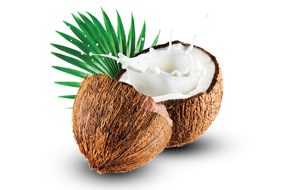 Coconut